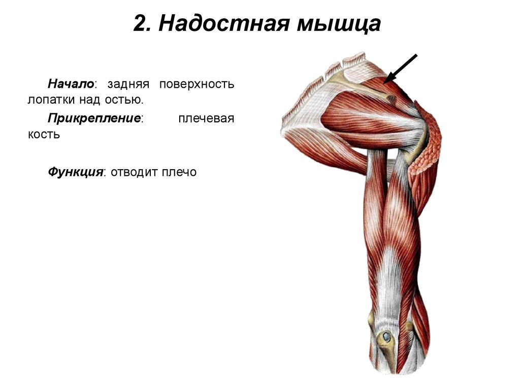 Начни верхний. Функция подостной мышцы плечевого пояса. Надостная подостная и малая круглая мышцы прикрепляются к. Малая круглая мышца плечевого пояса. Подостная мышца верхних конечностей.