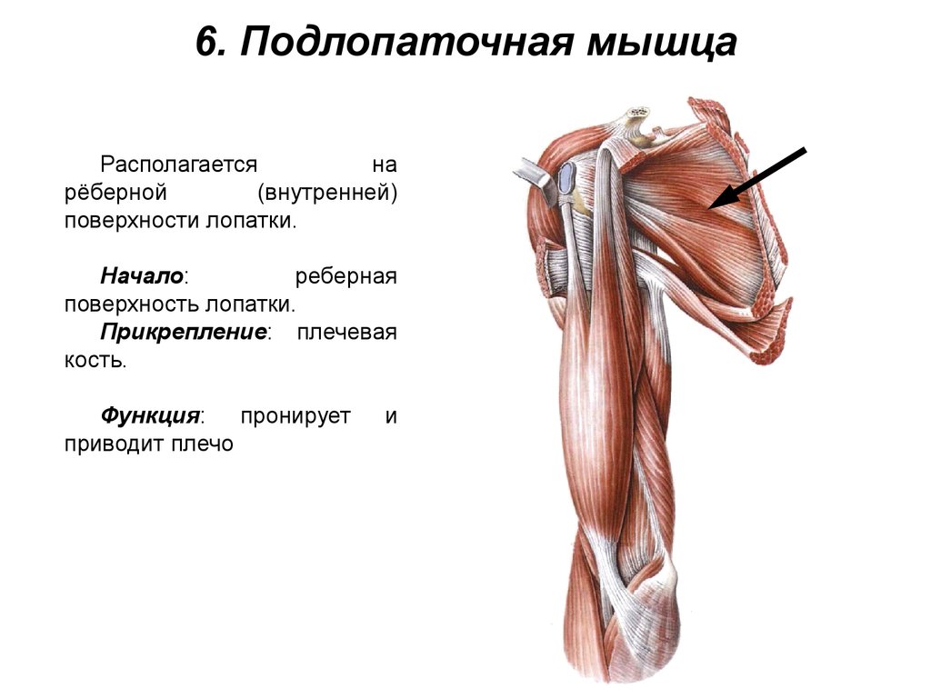 6. Подлопаточная мышца