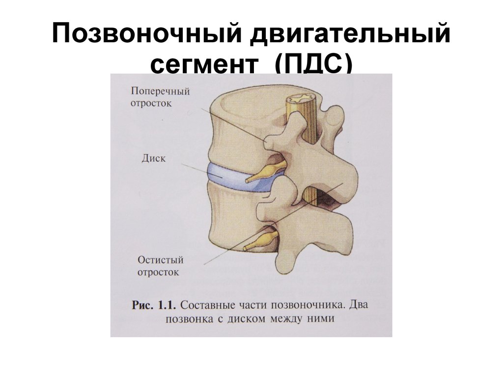 Позвоночный сегмент. Двигательный сегмент позвоночника. Позвоночнодвигательный мегмент. Позвоночно двигательный сегмент ПДС это. Сегменты позвонка.