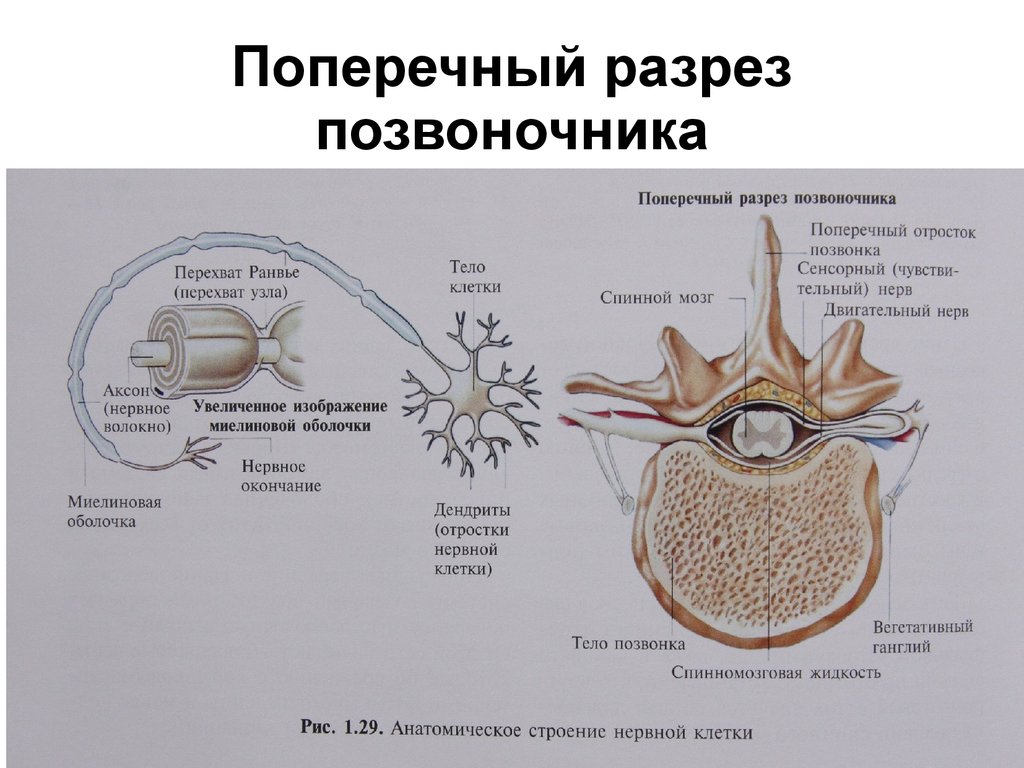 Поперечный позвонок. Поперечный разрез позвоночника. Строение позвонка срез. Позвоночник в разрезе. Строение позвонка в разрезе.