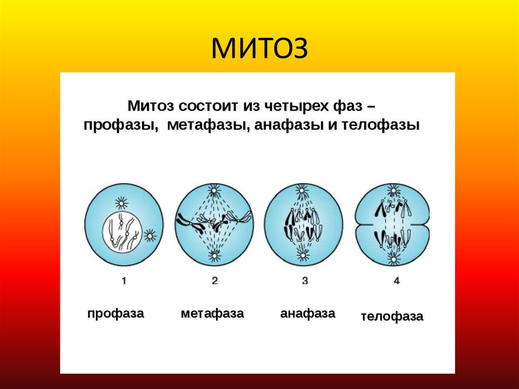 Второй фазой деления клетки. Фазы деления клетки митоз рисунок. Схема стадий митоза. Фазы митотического деления клетки. Деление клетки митоз 6 класс биология.