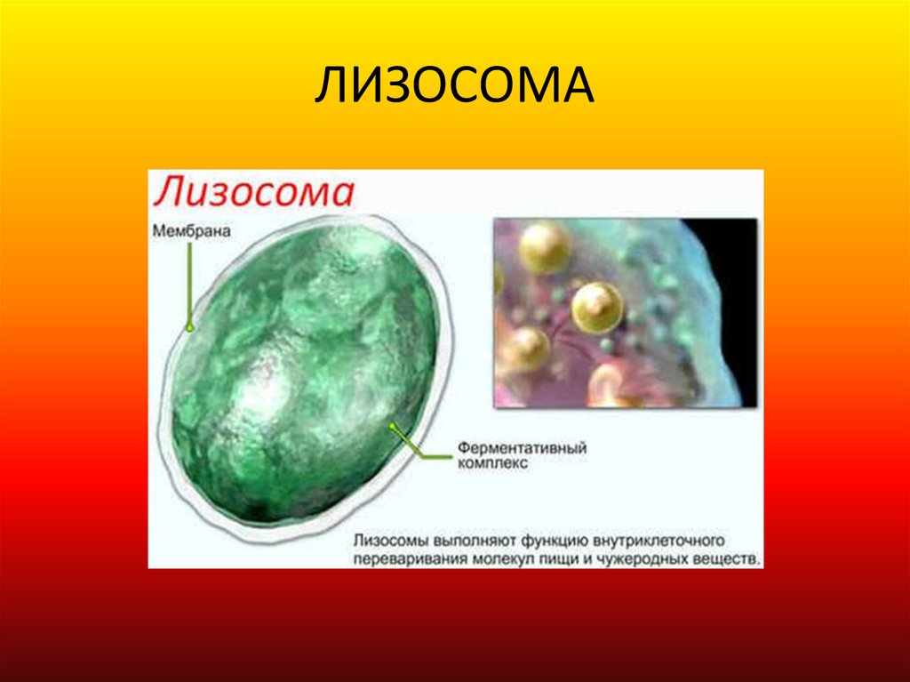 Лизосома информация. Лизосомы строение гистология. Строение растительной клетки лизосомы. Лизосома электронная микрофотография. Лизосомы рисунок.