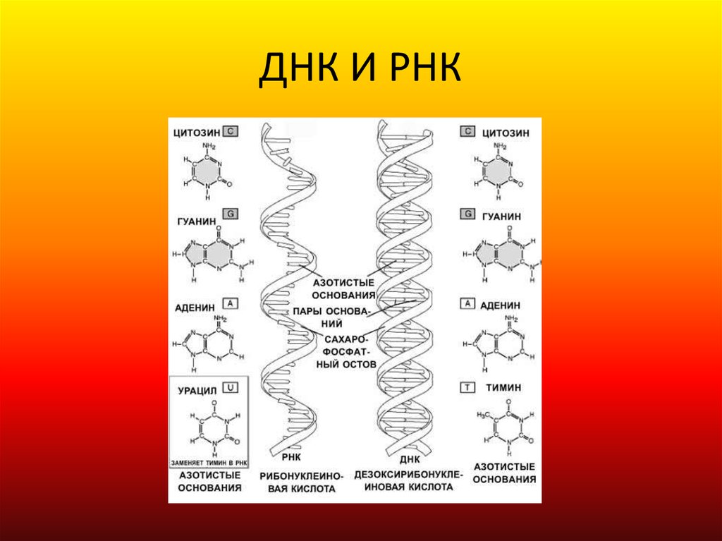 Соединения днк и рнк. Строение полимерных цепей РНК. Схема строения молекулы ДНК И РНК. Схема строения ДНК И РНК. 2.Структура молекулы ДНК И РНК.