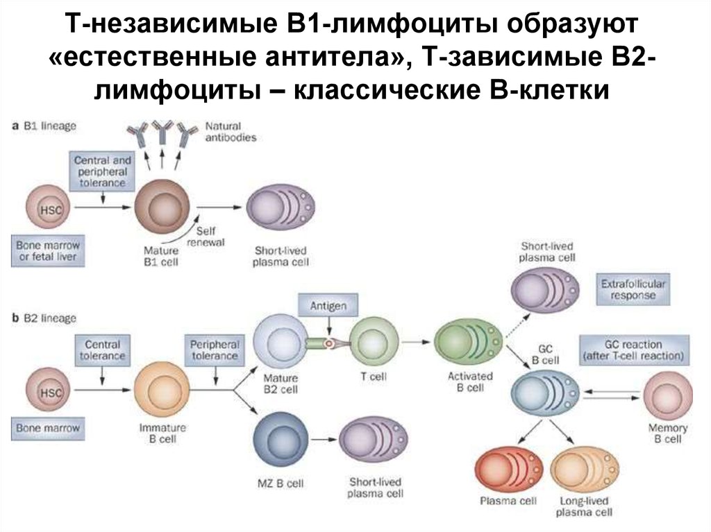 Выработка т лимфоцитов. Т-лимфоциты Тип клетки. Т-лимфоциты иммунной системы схема. Б1 лимфоциты иммунология. В1 и b2 лимфоциты.