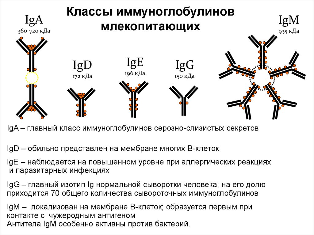 Роль иммуноглобулинов. Антитела классы структура и функции иммуноглобулинов. Иммуноглобулины. Строение. Классы иммуноглобулинов. Функции различных классов иммуноглобулинов. Антитела иммуноглобулины структура.