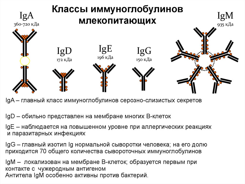 Ig a m g. Антитела классы структура и функции иммуноглобулинов. Иммуноглобулины. Строение. Классы иммуноглобулинов. Функции различных классов иммуноглобулинов. Антитела иммуноглобулины структура.