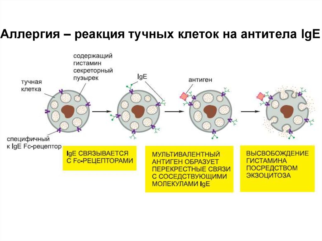 Иммунного е. Роль тучных клеток в аллергических реакциях. Тучные клетки аллергическая реакция. Иммуноглобулин е зависимые аллергические реакции. Иммуноглобулин е на тучных клетках.