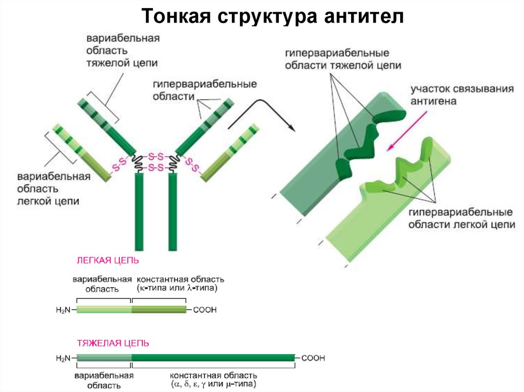 Домены антител. Структура антитела схема. Антитела иммуноглобулины структура. Химическая структура антител. Основные структуры строения антител.