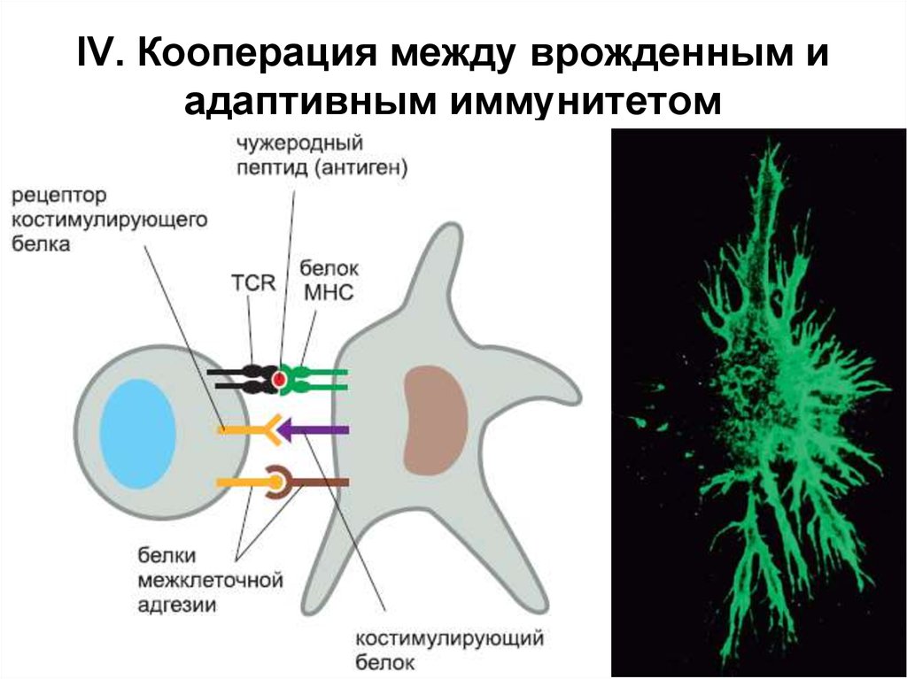 Кооперация между