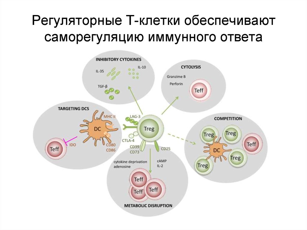 Регуляторные лимфоциты. Регуляторные функции т-лимфоцитов. T регуляторные клетки. Эффекторные клетки иммунной системы.