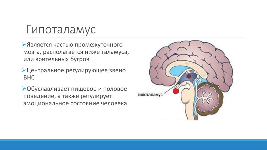 Промежуточный мозг располагается в. Гипоталамус это часть промежуточного мозга. Гипоталамус таламус гиппокамп. Гипоталамус – расположение, строение, функции. Функции гипоталамуса головного мозга.
