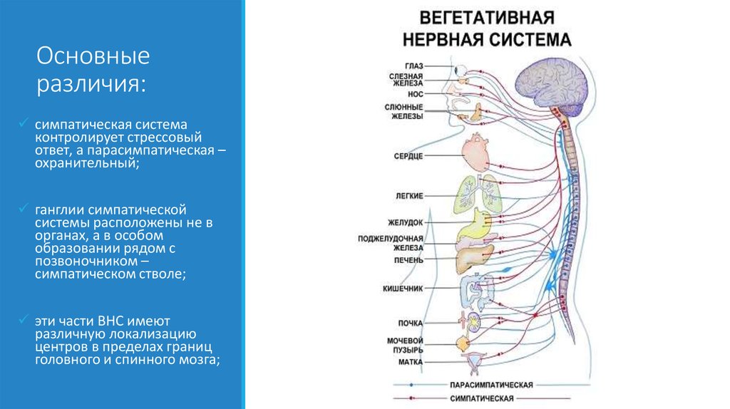 Ганглии вегетативной нервной. Вегетативная нервная система схема спинного мозга. Ганглии парасимпатического отдела. Ганглии симпатической нервной системы расположены. Расположение ганглиев парасимпатической системы.