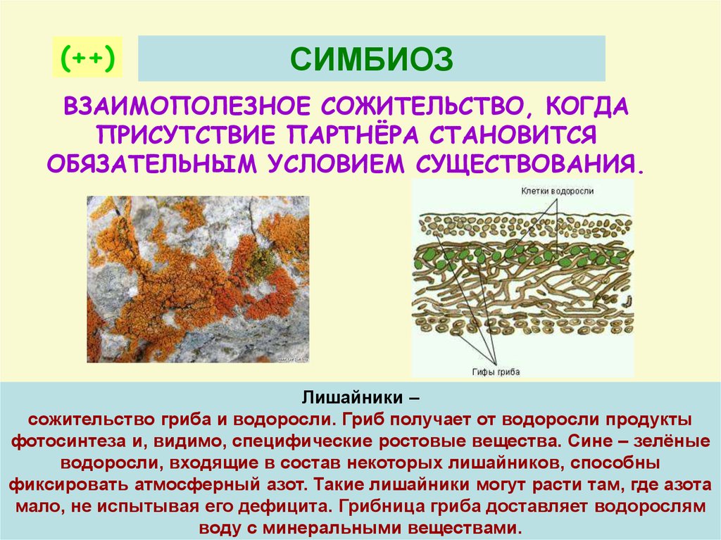 Семя лишайника. Лишайник — сожительство грибов и водорослей. Симбиоз грибов и водорослей в лишайнике. Гриб и водоросль в лишайнике. Симбиоз лишайников и грибов.