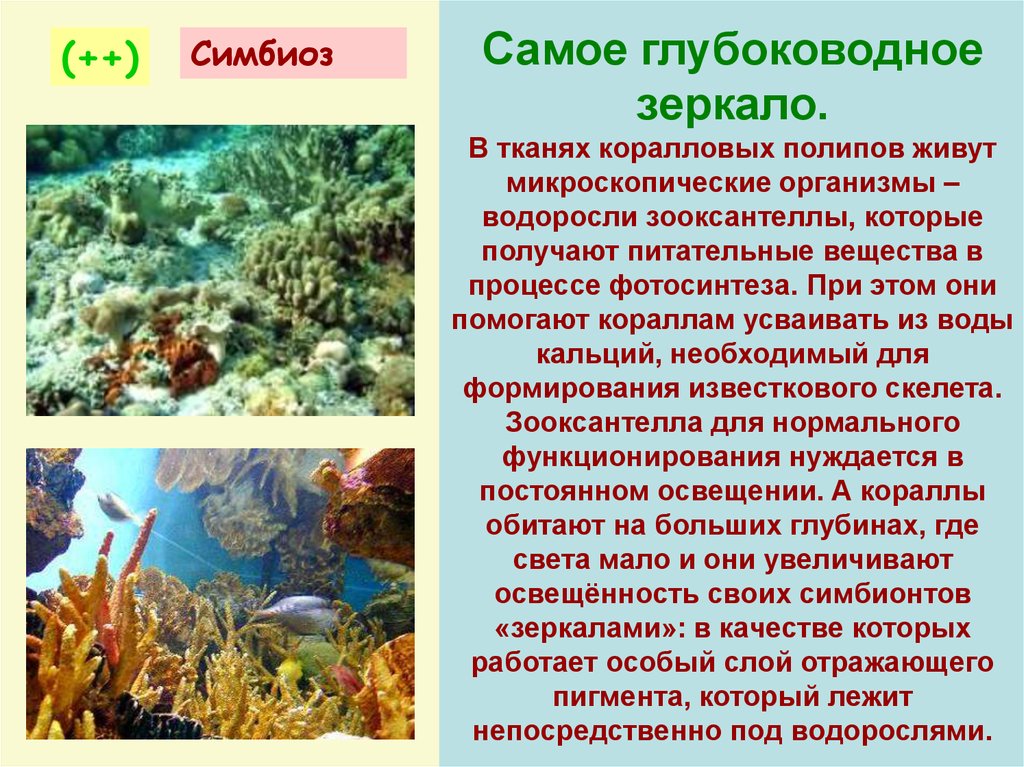 Самыми глубоководными водорослями являются. Коралловые полипы симбиоз. Симбиоз кораллов и водорослей. Водоросли зооксантеллы. Водоросли симбионты.
