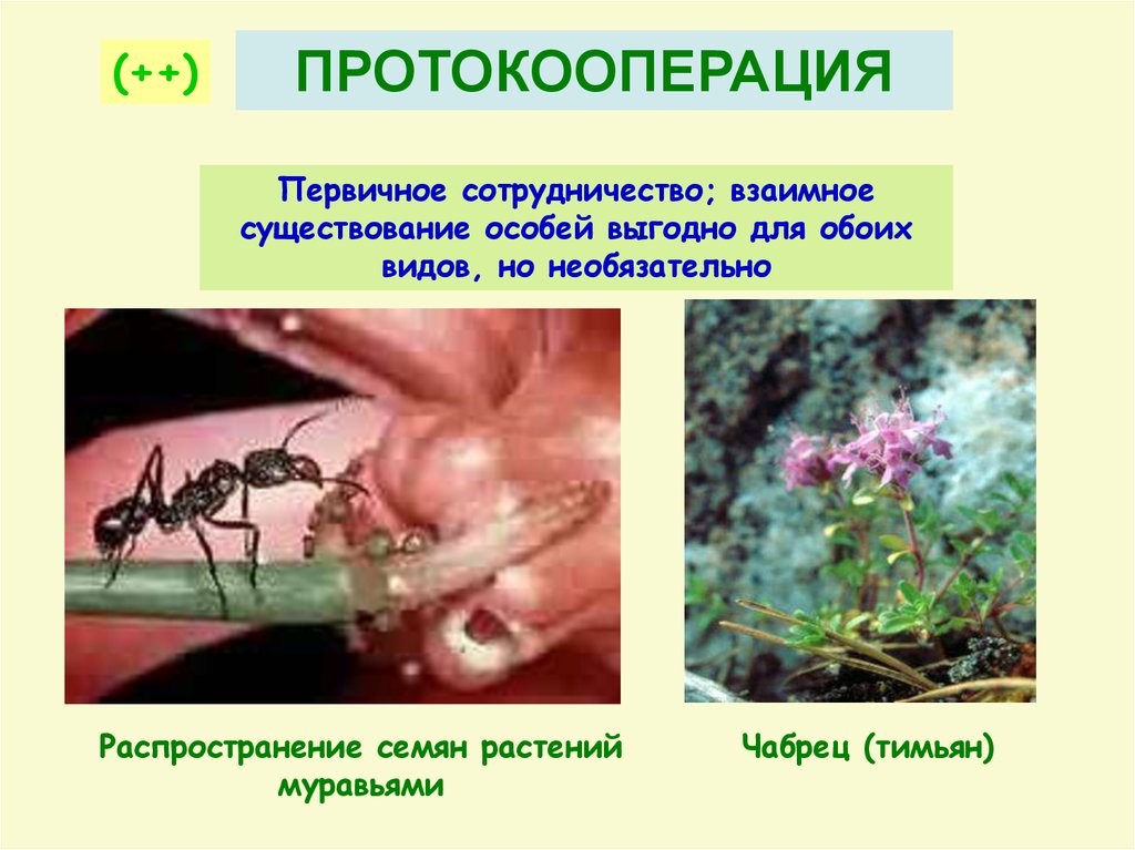 Существование организмов. Биотические протокооперация взаимоотношения. Протокооперация примеры растений. Биотические кооперация взаимоотношения организмов. Протокооперация у растений.