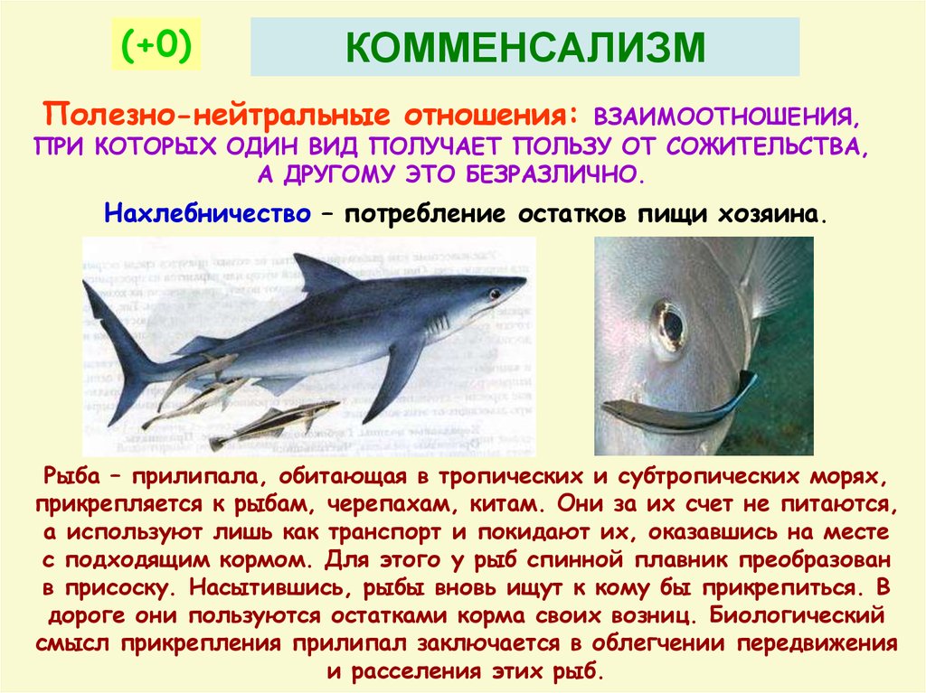 Тип биотических отношений рыба прилипала акула