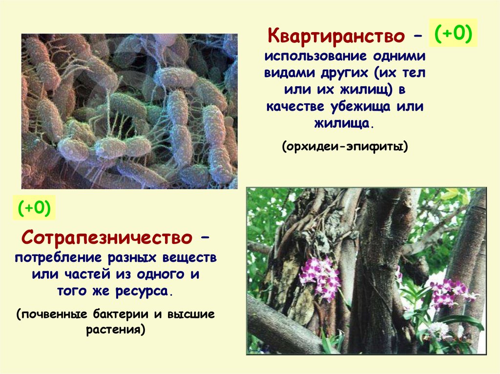 Эпифит и дерево тип