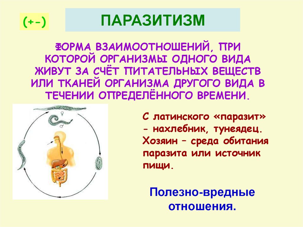 Что такое паразитизм кратко 5 класс. Паразитизм. Паразитизм это в биологии кратко. Паразитизм презентация. Паразитизм примеры организмов.