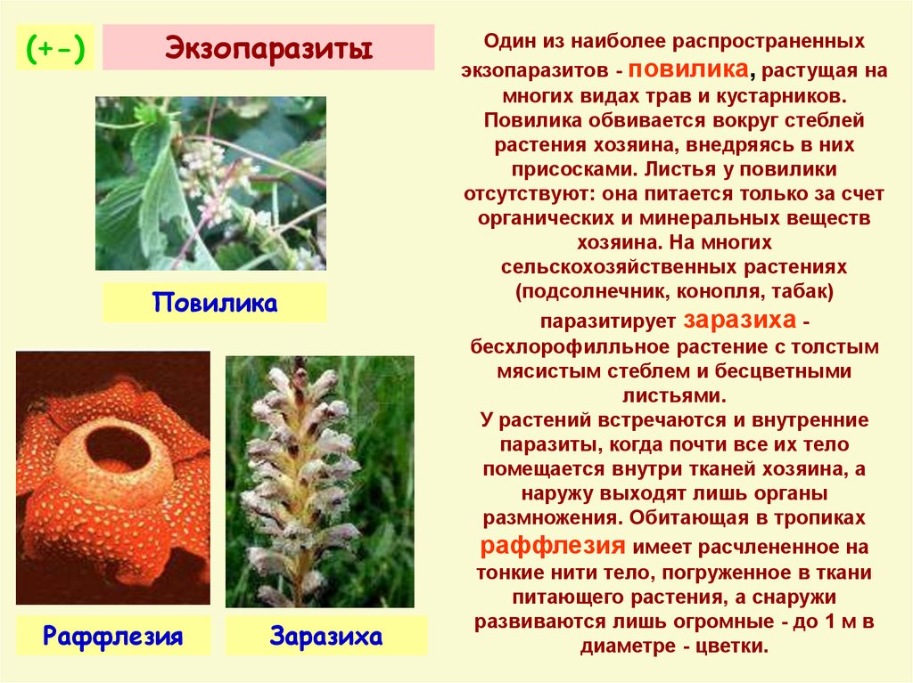 Растения паразиты. Повилика заразиха раффлезия. Растения паразиты заразиха раффлезия. Повилика и заразиха. Приспособления растений паразитов.