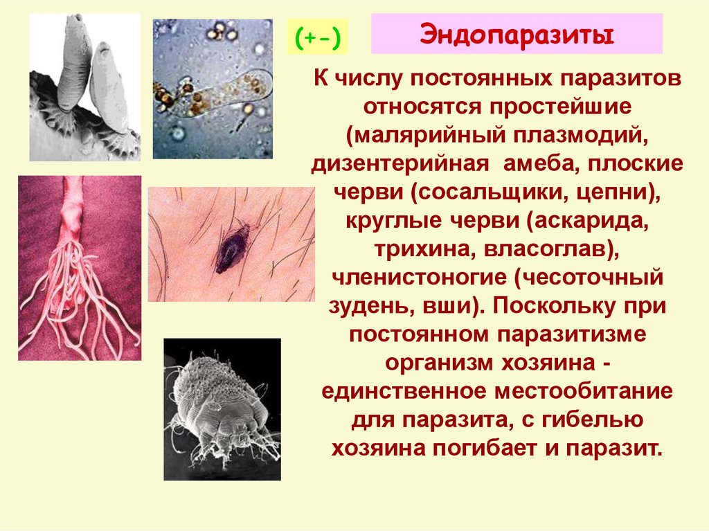 Выберите паразитических простейших ответ. Паразитические организмы. Эндопаразиты Членистоногие.