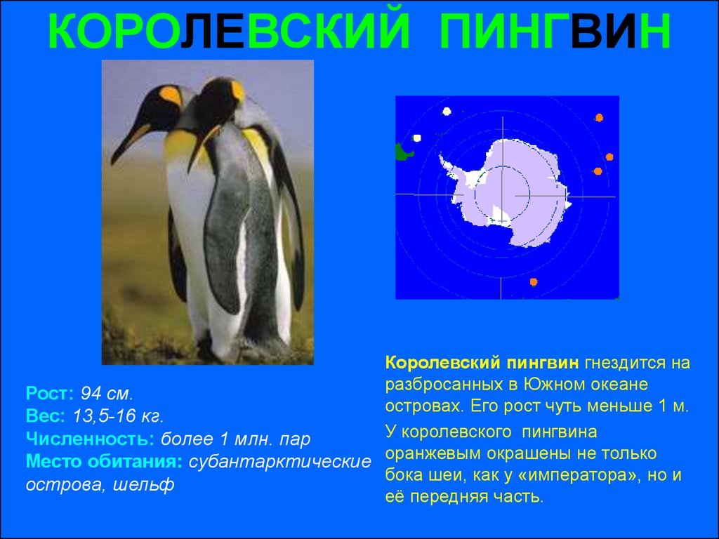 Какой тип развития характерен для субантарктического пингвина. Внешнее строение пингвина. Королевский Пингвин рост. Строение пингвина для детей. Императорский Пингвин рост.