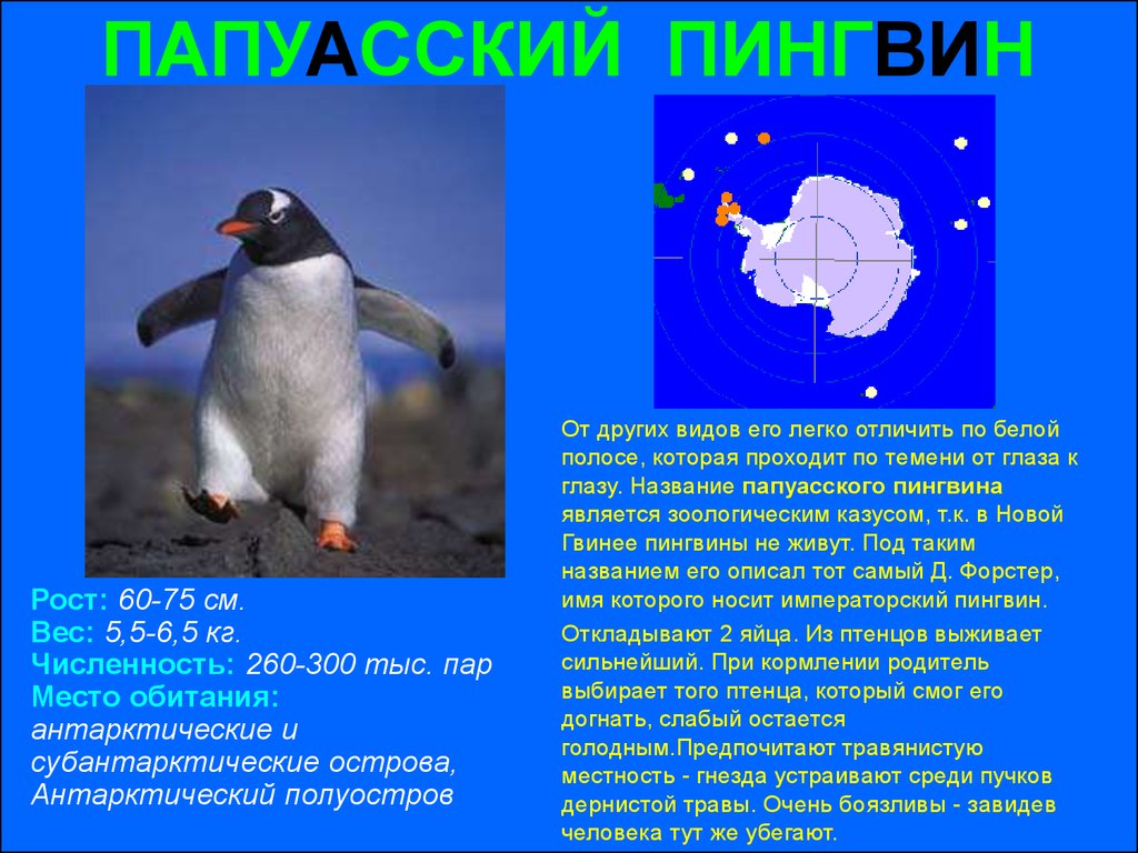 Какой тип развития характерен для субантарктического пингвина. Папуасский Пингвин. Место обитания пингвинов. Субантарктический Пингвин. Карта обитания пингвинов.