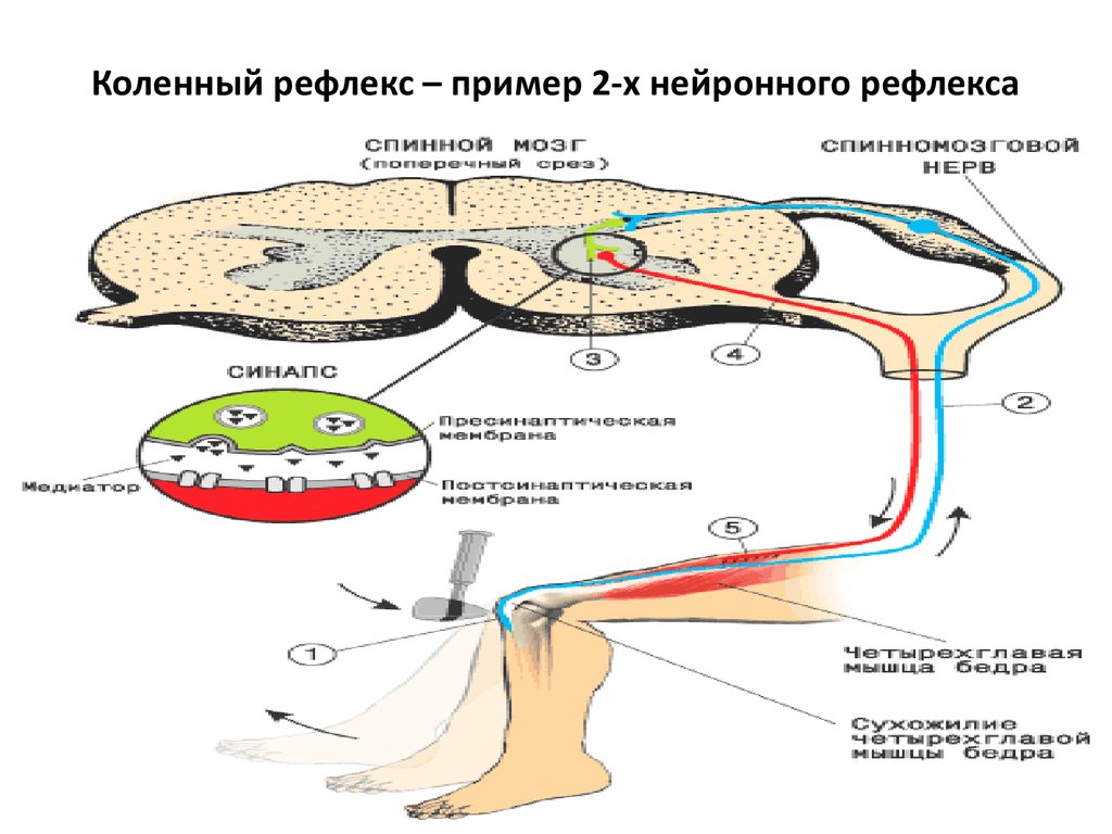 Схема нервной цепи