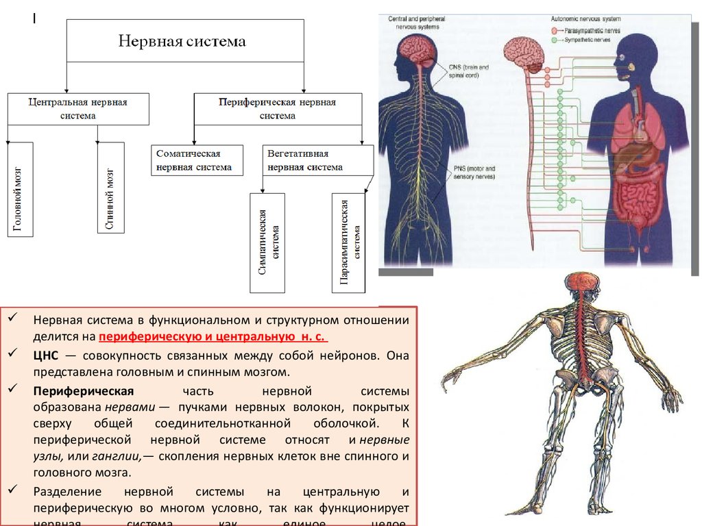Нервная система делится на центральную и. Кластер по нервной системе. Кластер нервная система. Кластер на тему нервная система. Нервная система схема.