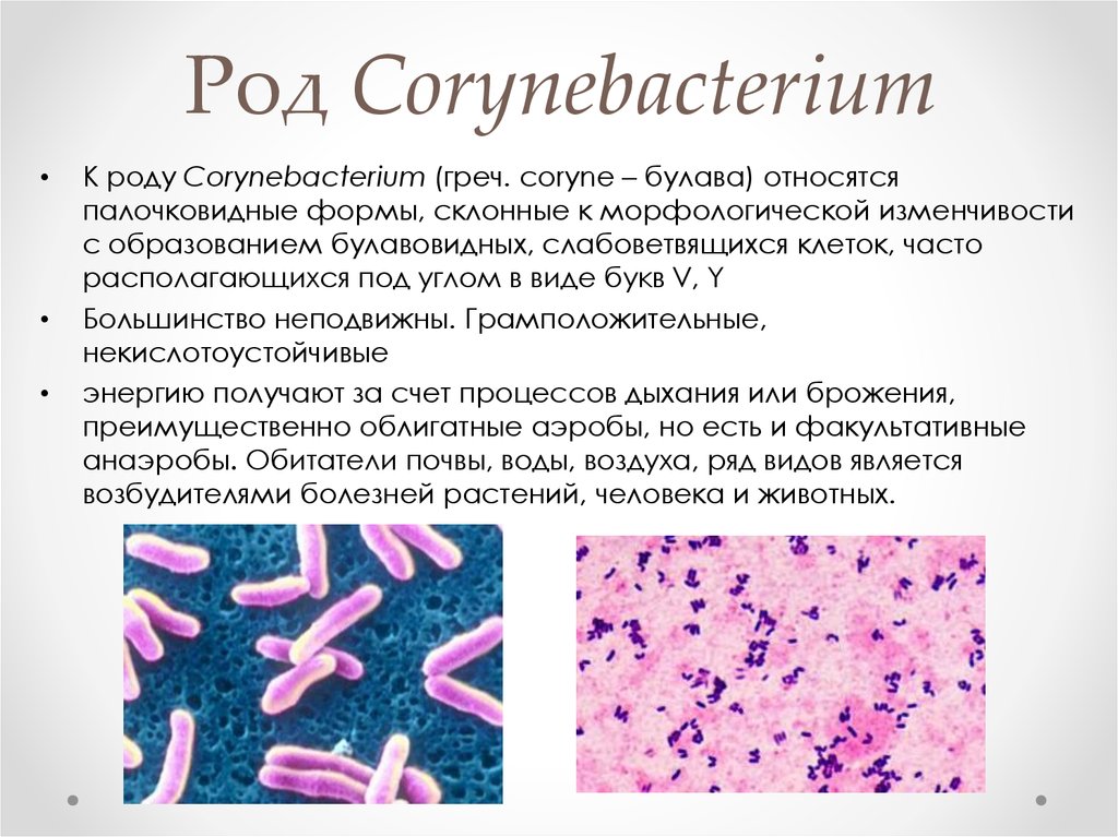 Коринебактерии это