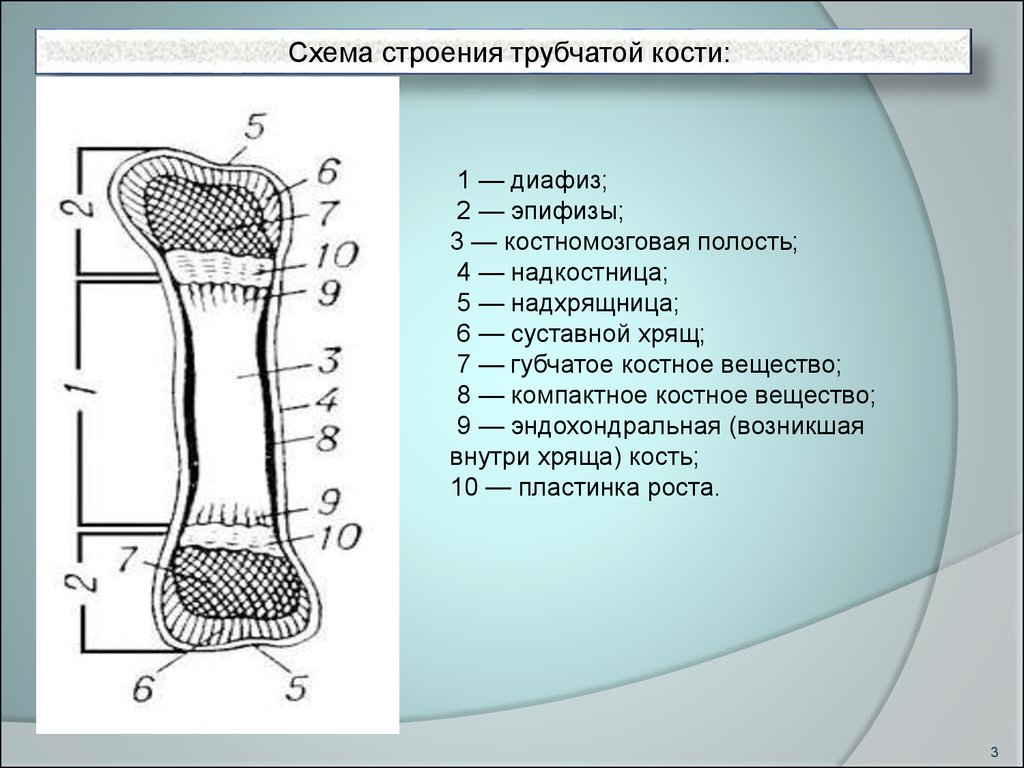 Структура кости. Строение длинной трубчатой кости анатомия. Схема строения кости диафиз. Строение кости костно мозговой калам. Схема длинной трубчатой кости взрослого человека.