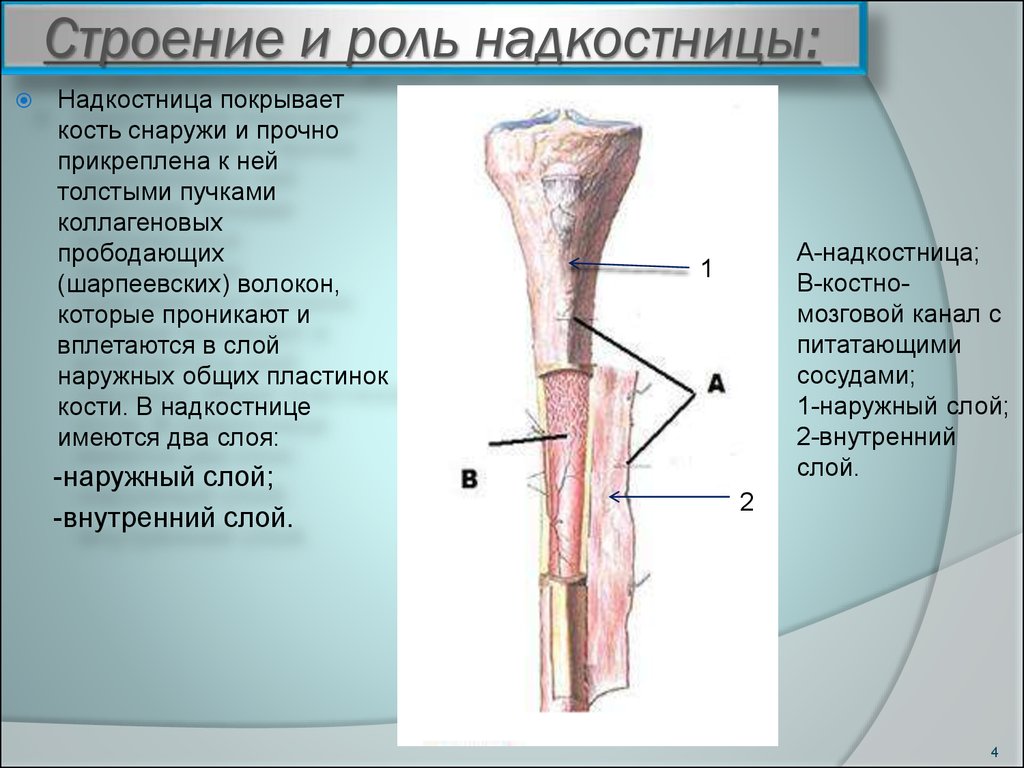 Внутренняя поверхность костей. Строение кости эндост периост. Строение кости надкостница кость. Строение надкостницы анатомия. Строение кости функции надкостницы.