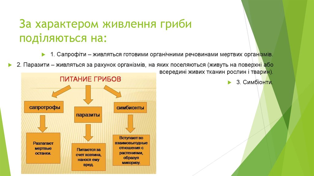 За характером живлення гриби поділяються на: