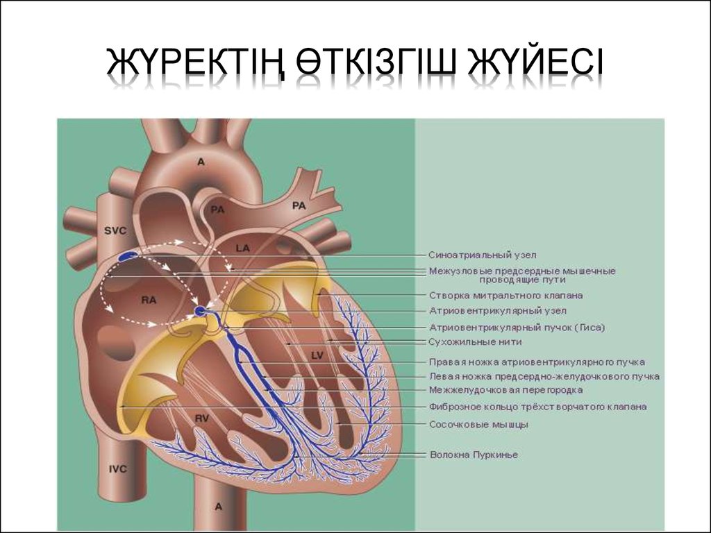 Жүрек автоматиясының механизмі презентация