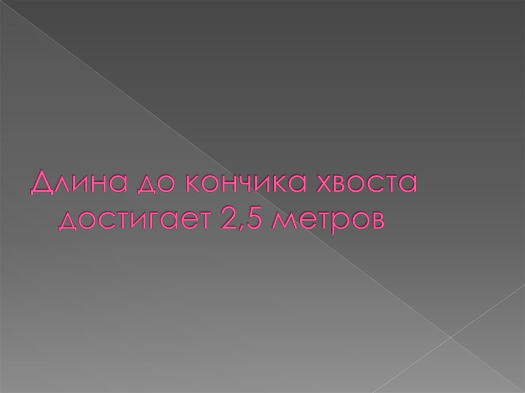 Длина до кончика хвоста достигает 2,5 метров