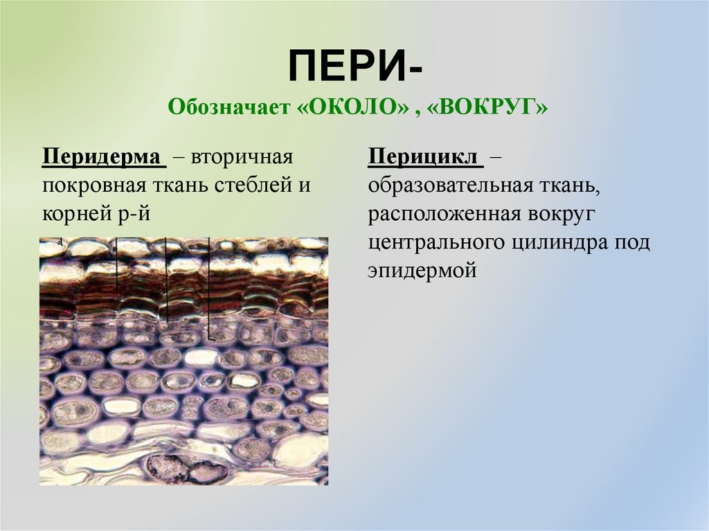 Эпидермис относится к ткани. Перидерма покровная ткань растений. Эпидерма перидерма ризодерма. Эпидермис перидерма корка. Покровная ткань эпидерма ризодерма перидерма.