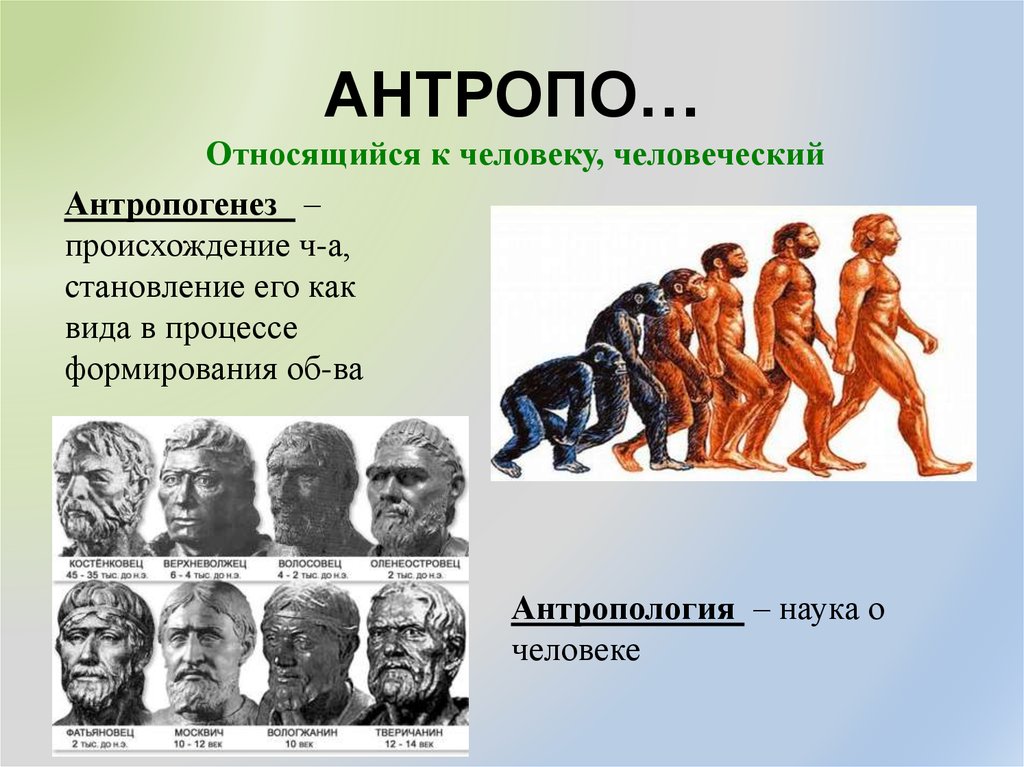 Наука о человеке и человеческом. Антропология и Антропогенез. Человек Эволюция и антропология. Антропология происхождение человека. Физическая антропология.