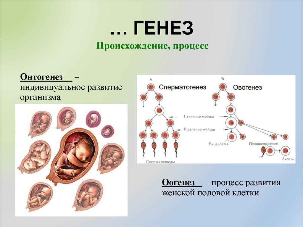 Процесс индивидуального развития организма. Генез. Индивидуальное развитие клетки. Процесс индивидуального развития клетки. Половые клетки онтогенез.