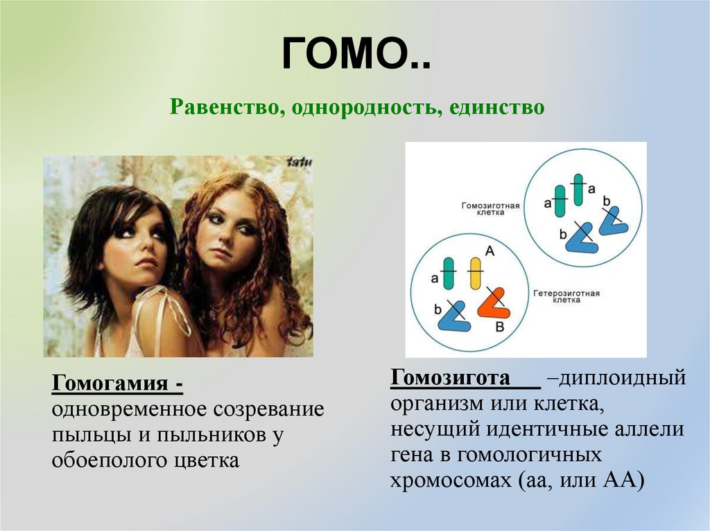 Homo термин. Гомогамия. Гомогамия это в биологии. Теория гомогамии. Гомогамия Обществознание.