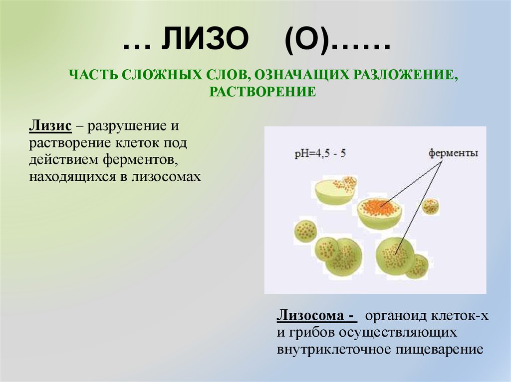 Происходит в лизосомах этап обмена