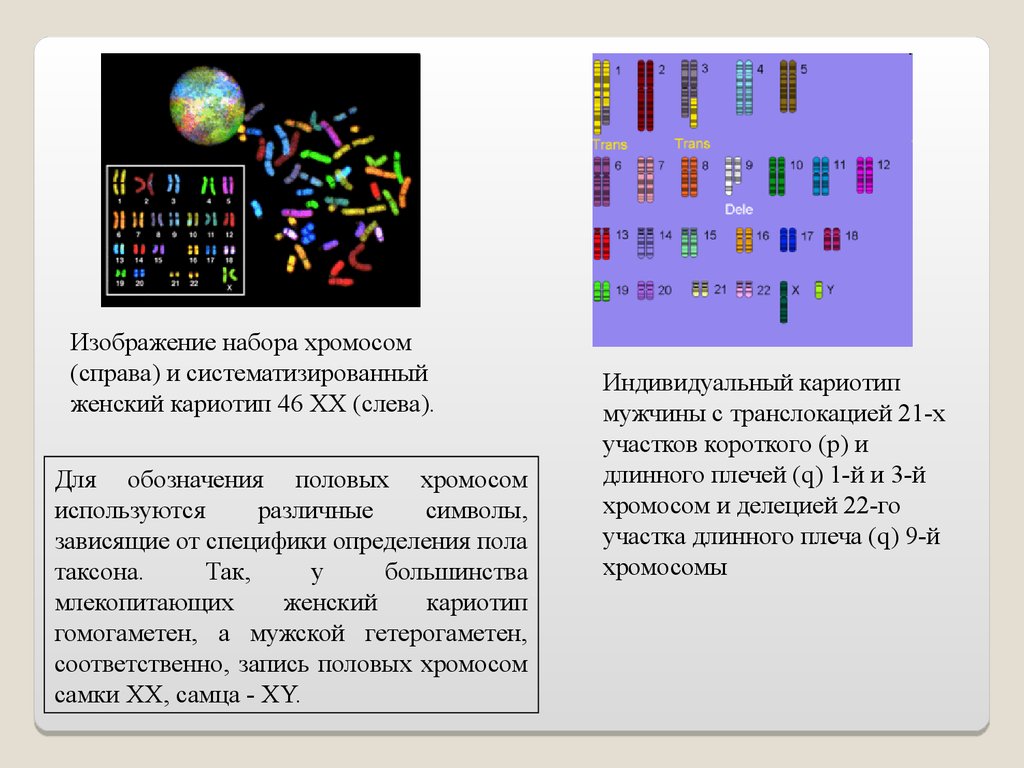 Хромосомный набор клеток мужчин. Набор хромосом обозначение. Систематизированный кариотип это. Генетика хромосомный набор. Индивидуальный кариотип.