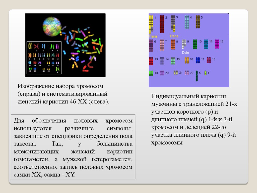 Хромосомы хромосомный набор. Индивидуальный набор хромосом это. Обозначение хромосом. Набор хромосом обозначение. Кариотип млекопитающих.