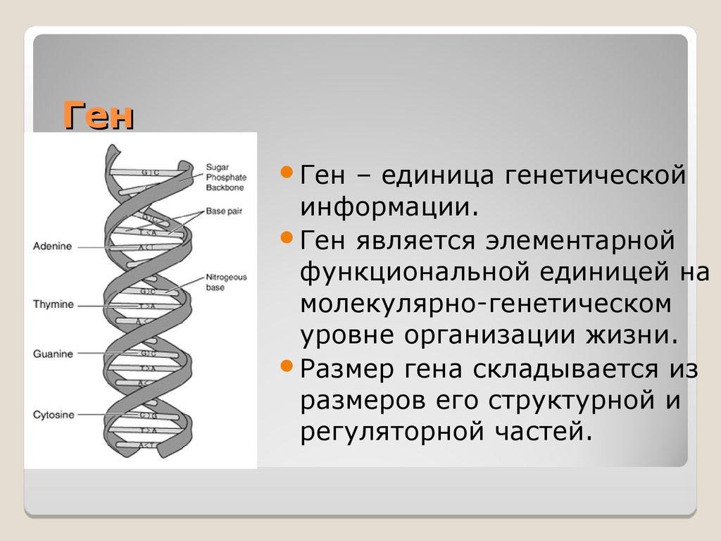 Наследственная информация ген. Ген уровень организации. Молекулярно генетический структурно функциональная единица. Ген это единица наследственной информации. Ген является единицей.