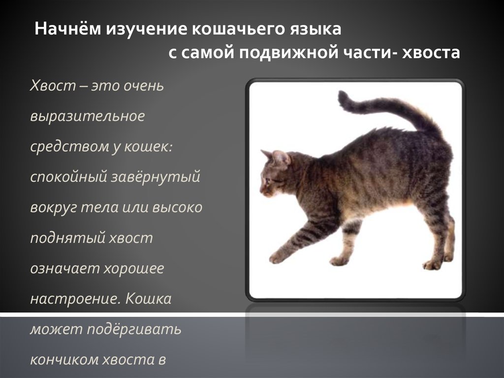Приметы кошка на животе. Как понять настроение кота по хвосту. Хвост кошки. Язык поведения кошек. Настроение котов по хвосту.