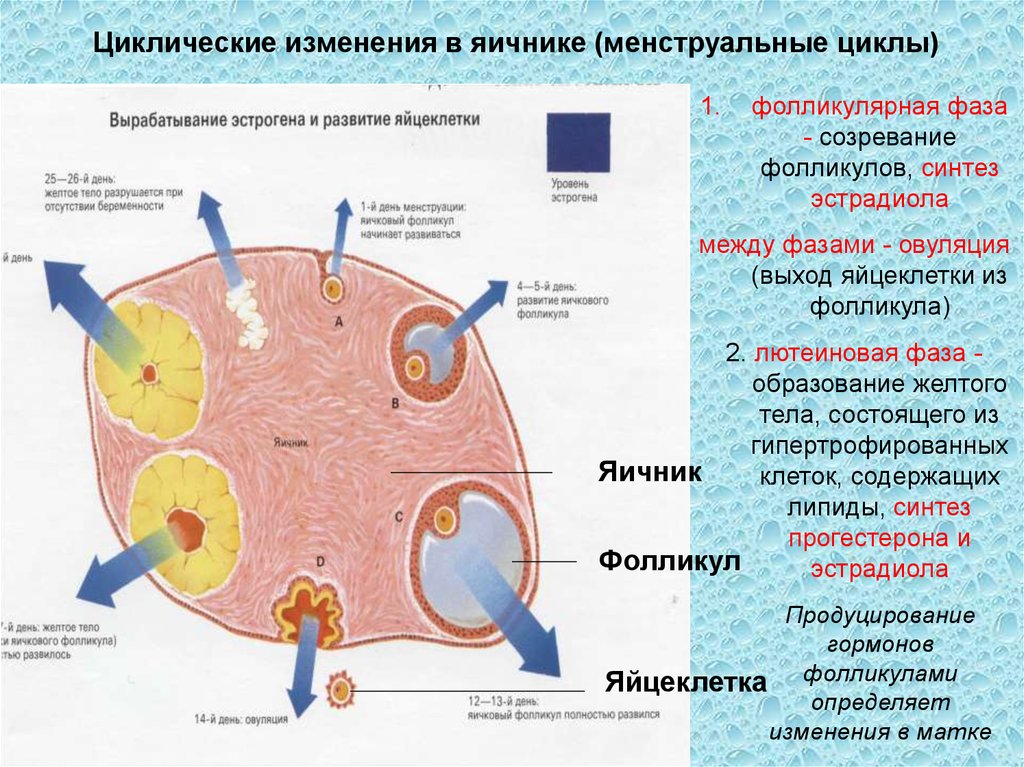 Сколько фолликулов у женщины. Гранулезные клетки фолликула. Фолликулярная фаза яичникового цикла. Процессы происходящие в яичниках. Циклические изменения в яичнике.