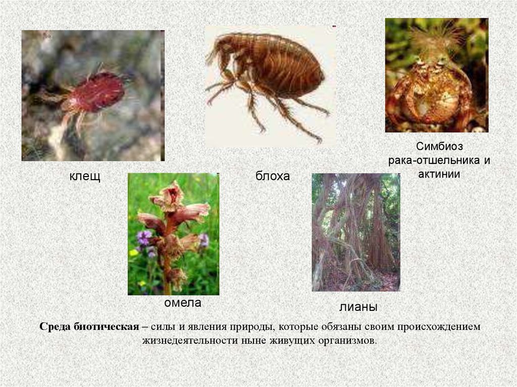 Клещ какая среда. Клещи приспособление к среде. Симбиоз организменная среда. Клещ среда обитания. Организменная среда обитания клещ.