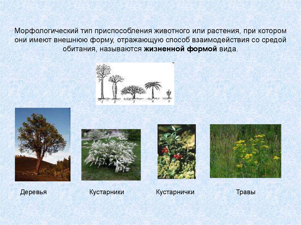 Приспособление растений к жизни в сообществе. Деревья кустарники кустарнички травы. Морфологический Тип приспособления. Виды приспособлений растений. Адаптация растений.