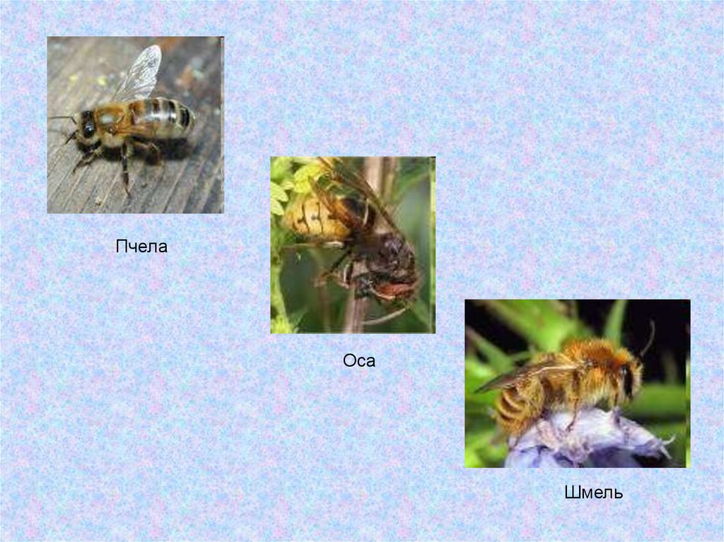 Пчела от земли до неба. Атлас определитель осы пчелы Шмель. О пчелах осах и шмелях 2 класс окружающий мир. О осах пчелах и шмелях о шмелях. Оса окружающий мир.