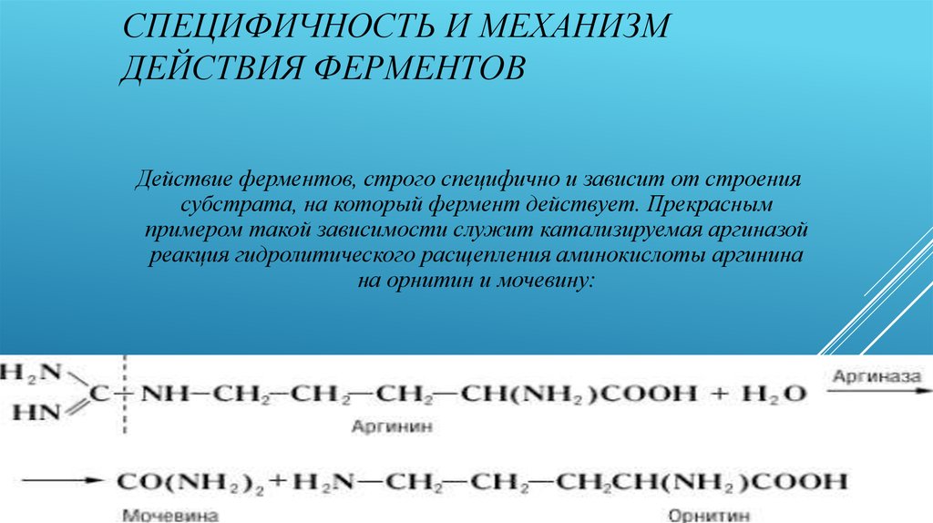 Действие ферментов. Специфичность и механизм действия ферментов. Специфичность действия ферментов. Механизм действия ферментов специфичность действия ферментов. Реакционная специфичность ферментов.