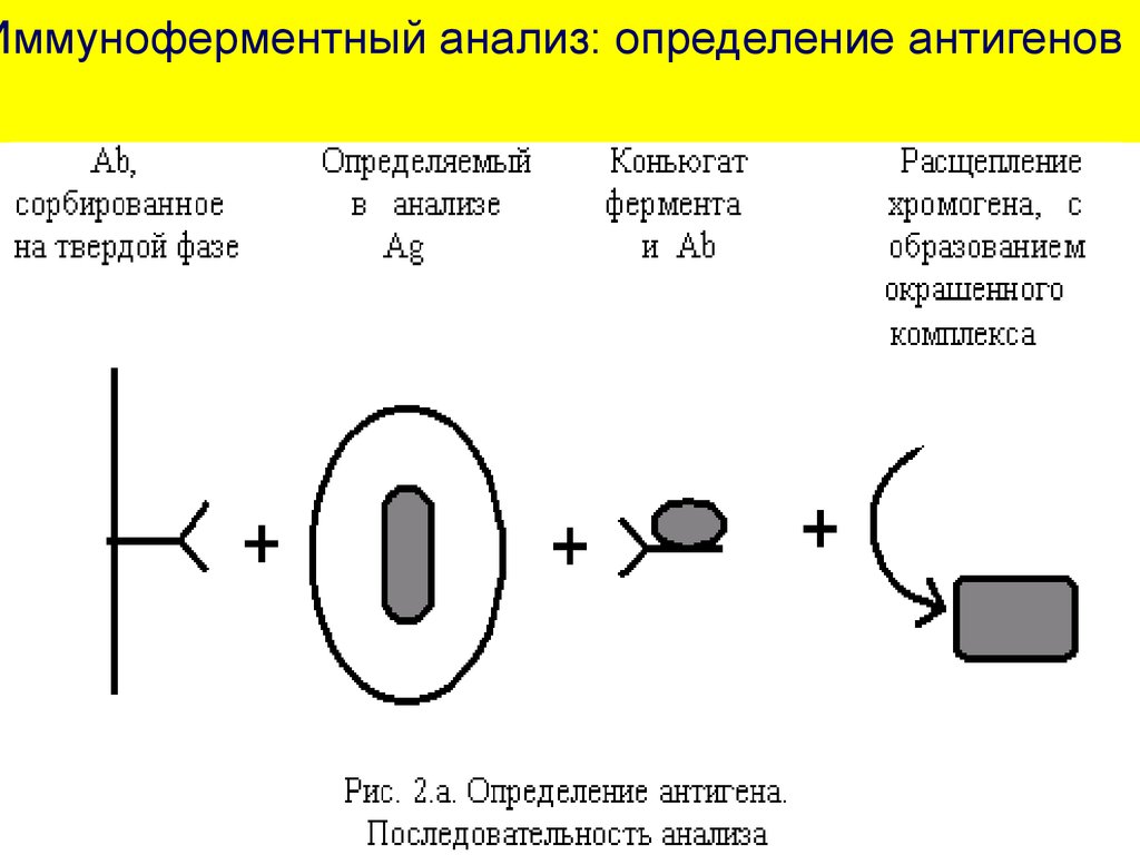 Антиген определение. Ферментативный анализ. Выявление антигенов. Оценка антигенных свойств определяет. Анализ выявления нуклеокапсидного антигена.