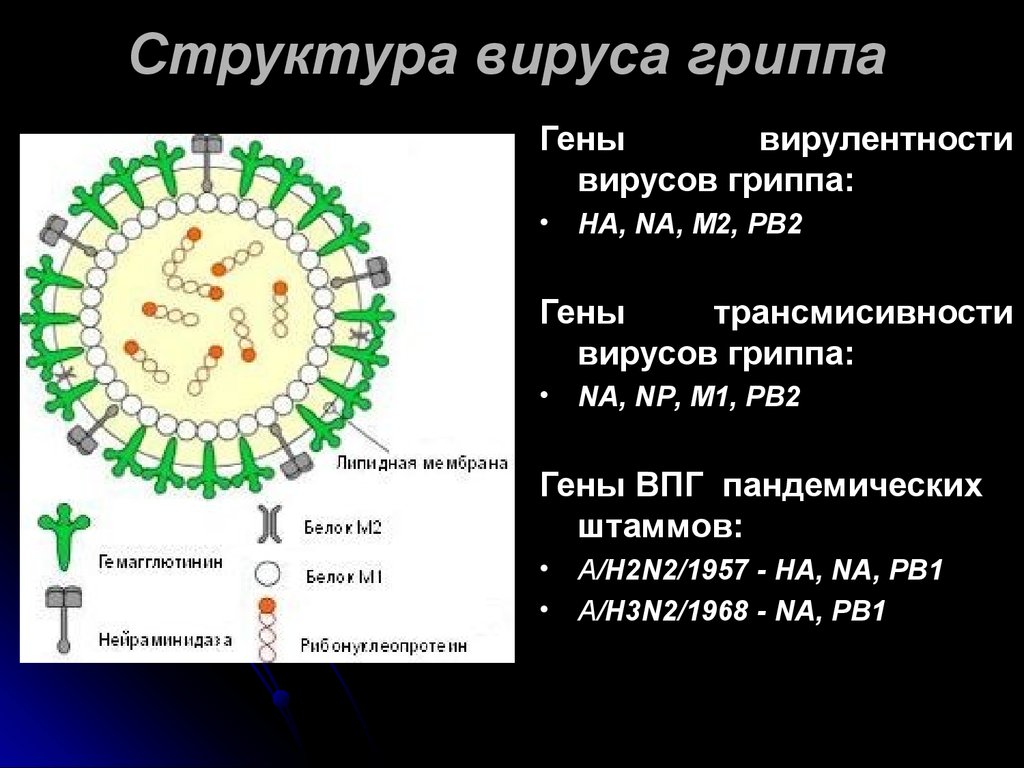 Какой тип гриппа. Структура вириона вируса гриппа. Строение вириона гриппа типа а. Структура вириона гриппа. Схема строения вириона вируса гриппа.